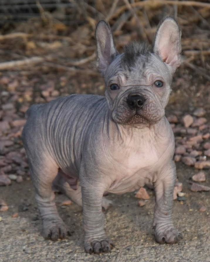 A blue French Bulldog puppy standing outdoors
