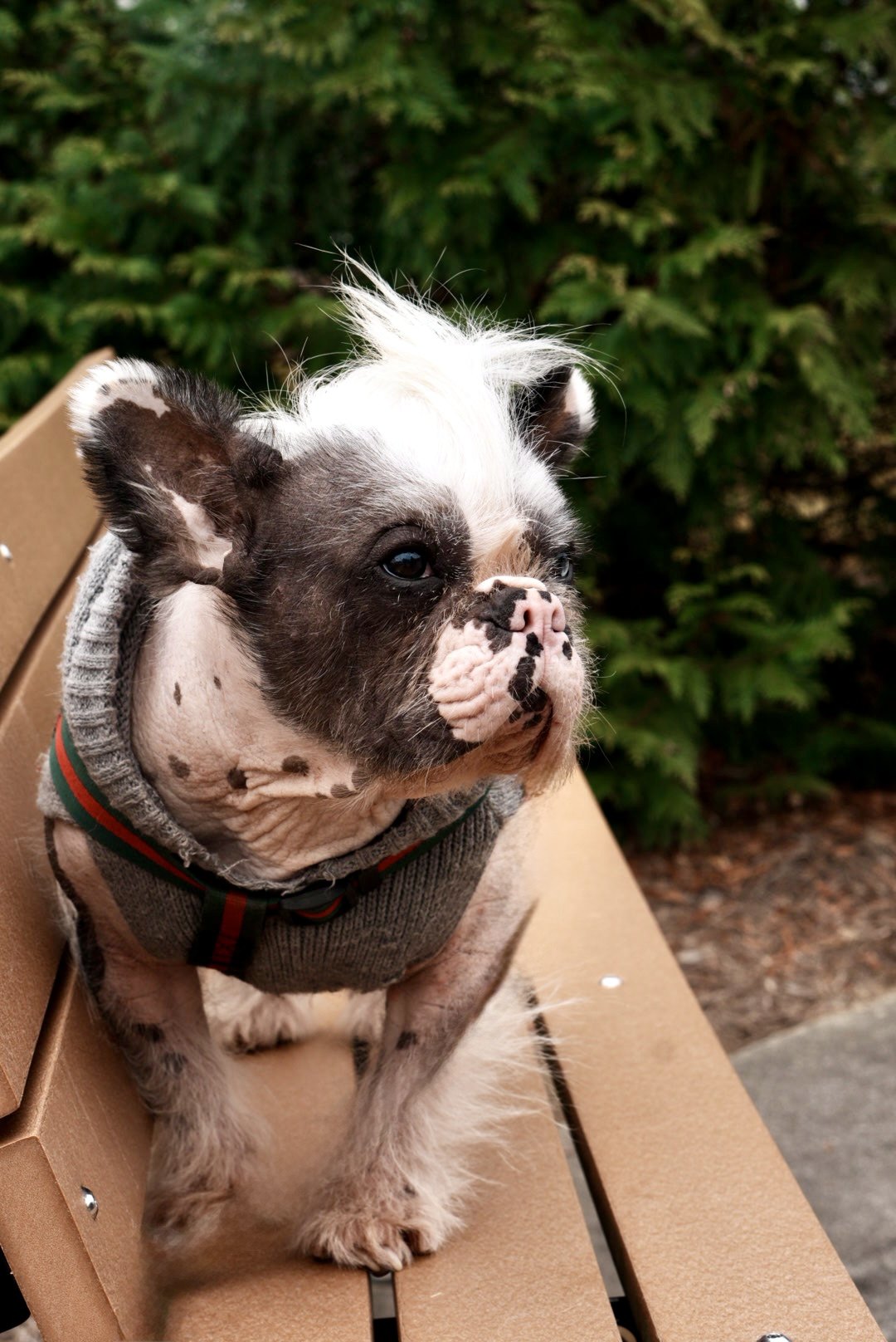 A white and chocolate French Bulldog from Itty Bitty Kennels in a gray knit sweater, sitting on a park bench