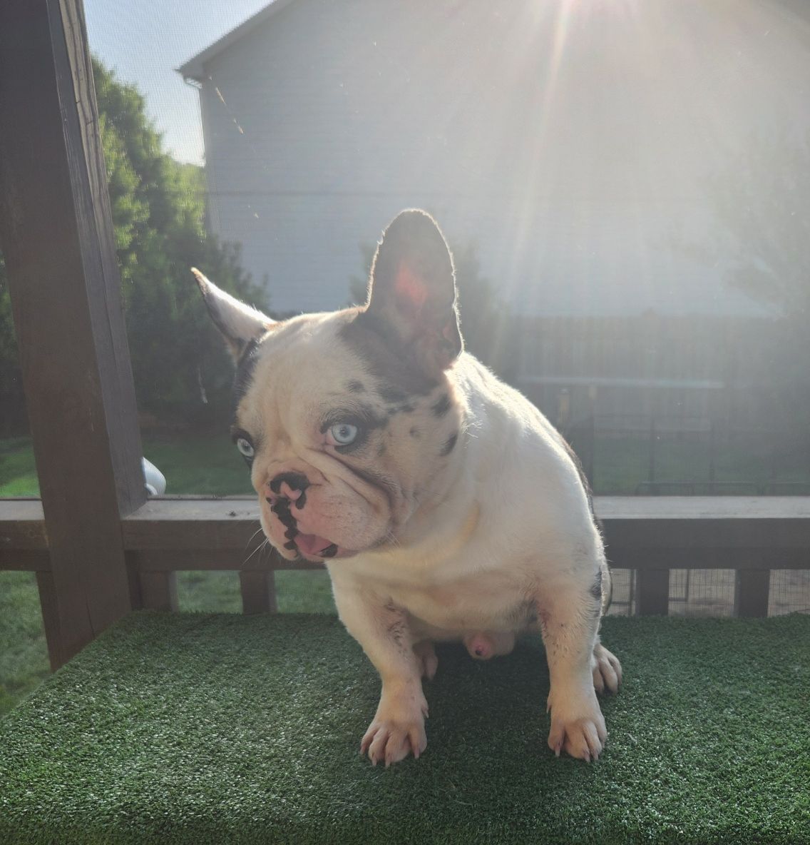A blue-eyed merle French Bulldog sitting in the sunshine