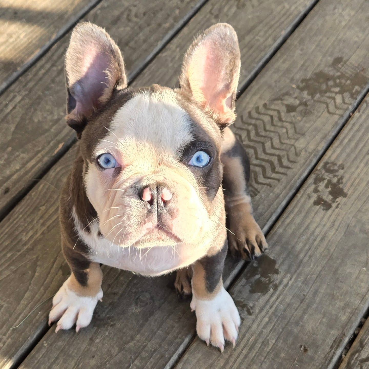 Mr. Minky, a blue-eyed French Bulldog, sitting on a wooden deck