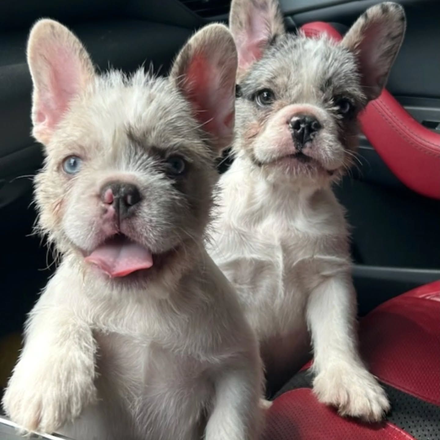 Two fluffy French Bulldog puppies looking out of a car window