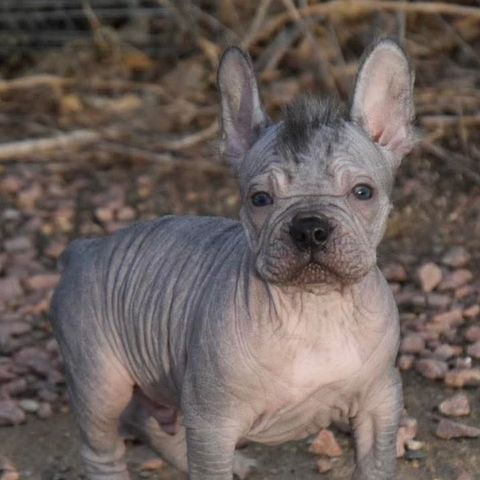 A blue French Bulldog puppy