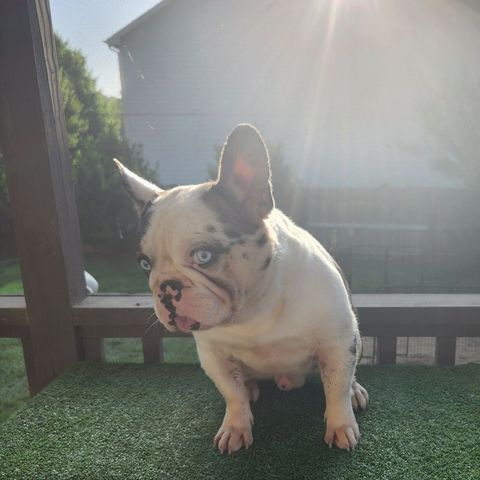 A merle French Bulldog in the sun
