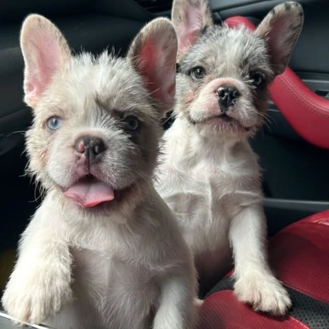 Two fluffy French Bulldog puppies