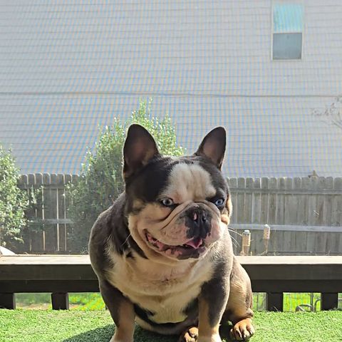 A tri-color French Bulldog on turf