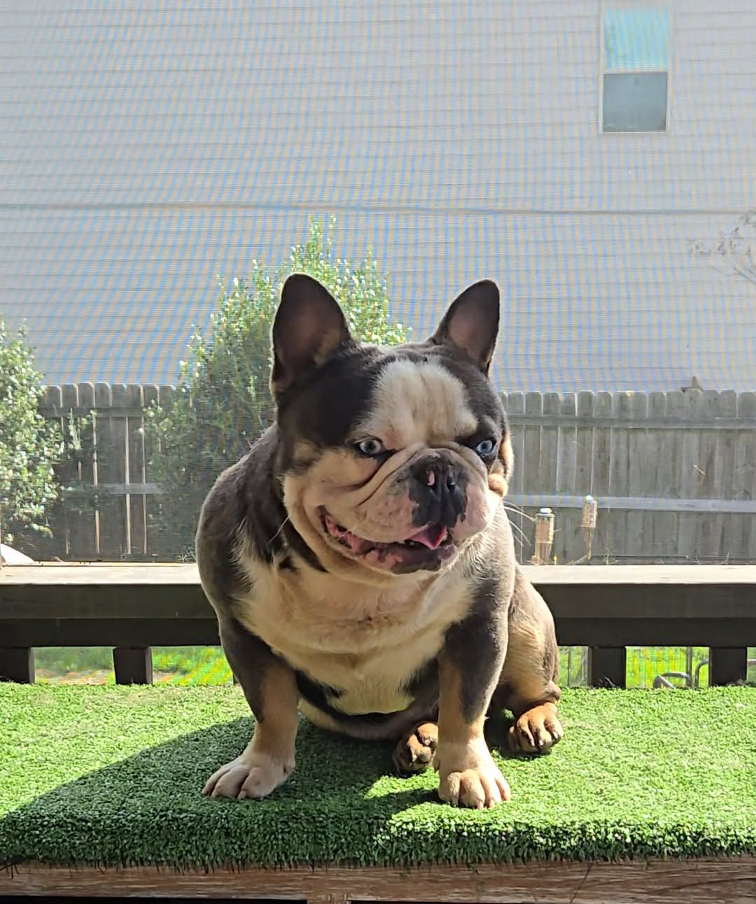 A tri-color French Bulldog from Itty Bitty Kennels on turf